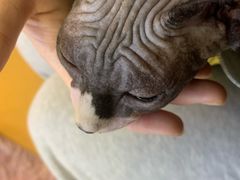 -糯米喵星人总部直营旗舰店·猫舍·幼猫出售