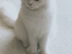 -飞行喵MR PILOT|猫舍·猫咖(静安大融城店)