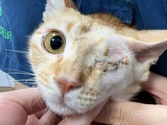 -东莞宠友24H宠物中心医院·转诊夜诊·异宠(新河北路院)