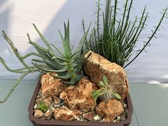 -国家植物园南园