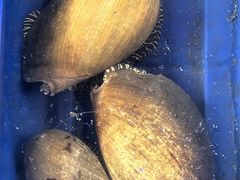 -蓝湾碧波·老字号·疍家非遗海上餐厅