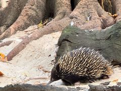 -费瑟代尔野生动物园