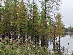 -白鹭湾湿地公园