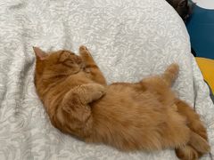 -comecome来吧宠物(奥克斯中心店)