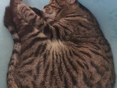 -这儿没有猫·猫咖萌宠馆·撸猫