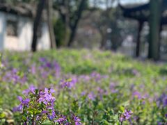 -虎丘山风景名胜区