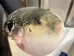 -鲐赏河豚(长寿店)