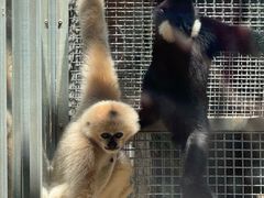 -石家庄市动物园