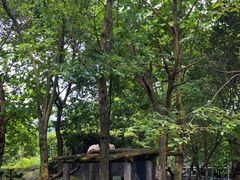 -都江堰中华大熊猫苑