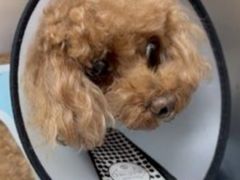 -美联众合动物医院·24h京西诊疗中心