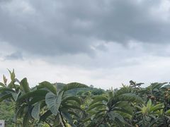 -桃源山庄·水蜜桃采摘·柴火鸡·烧烤团建(龙泉山店)