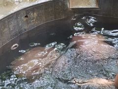 -三亚珠江南田温泉度假区