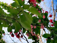 -中粮·祥云小镇