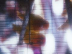 -溪岸路花鸟市场