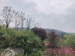 -铁山坪森林公园