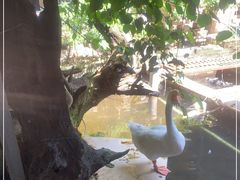 -优之名鹅城