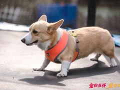 -汪说喵讲宠物乐园宠物酒店(红星美凯龙店)