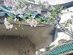 -武汉大学-樱园