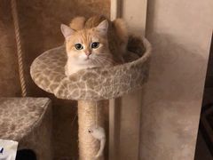 -宠爱国际动物医院· 猫科· 外科·中兽医(长白店)