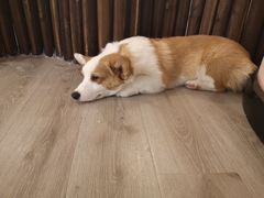 -浣熊柯尔鸭土拨鼠·电玩咖
