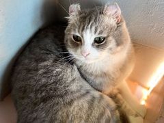 -猫儿山۰猫主题餐厅