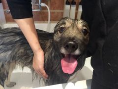 -Oh My Dog宠物沙龙(伊珊娜皮毛护理店)