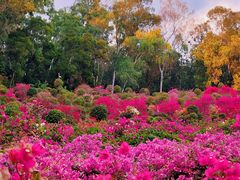 -莲花山公园