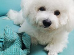 -创凡宠物医院·骨专科  猫科中心(西乡分院)