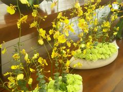 -荷兰花海
