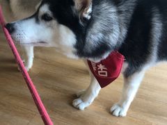 -Husky Go! 哈士奇体验馆·宠物咖啡厅狗咖