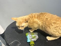 -PETKIT 小佩宠物·德文赛凯猫舍