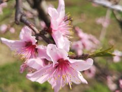 -南汇老顾农家乐采摘大团水蜜桃采摘店