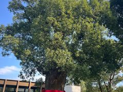 -养云安缦吧THE BAR