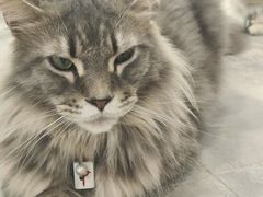 -楼上猫咖(罗湖店)