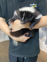 -Zoolung Zoolung动物主题公园(海信广场店)