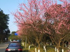 -铁山坪森林公园