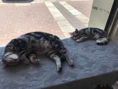 -平行世界·猫咖(首经贸店)