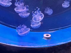 -左海海底世界