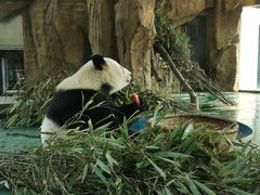 -成都动物园