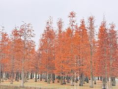 -白鹭湾湿地公园