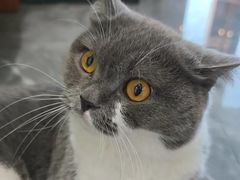 -东莞宠友24H宠物中心医院·转诊夜诊·异宠(新河北路院)