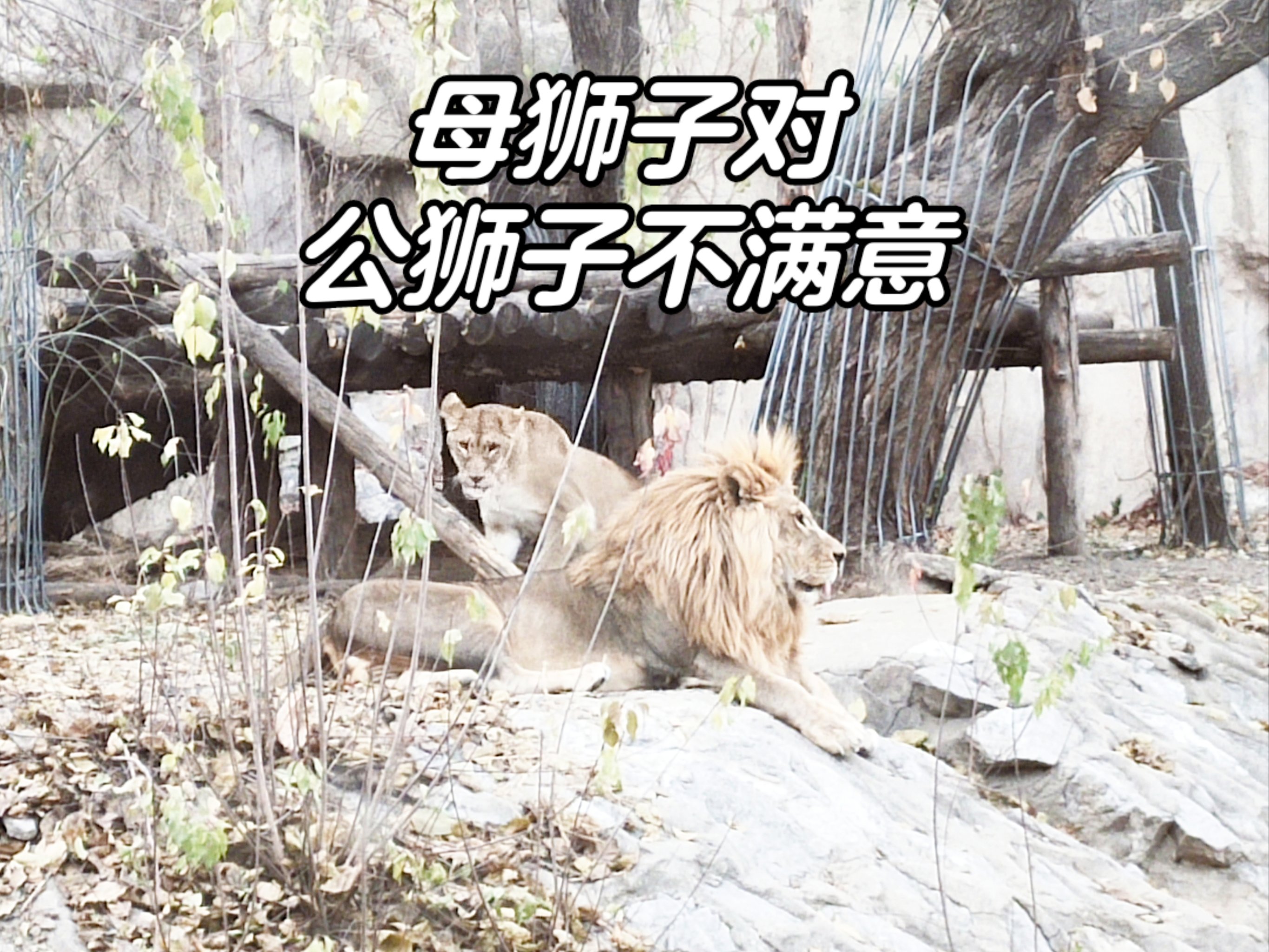 公狮为什么害怕母狮