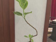 -浦江悦(陆家嘴保利广场店)