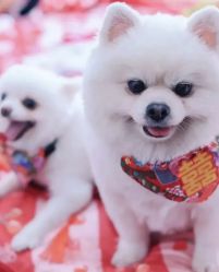 -Sunny喜铺婚礼定制·求婚策划
