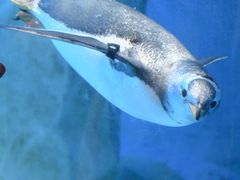 -海合安成都极地海洋公园