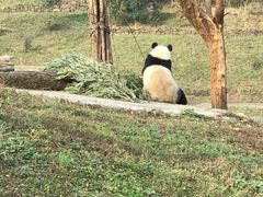 -都江堰中华大熊猫苑