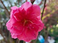 -桃花涧