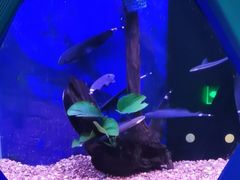 -沙沙哗啦海洋馆(华宇百花谷店)