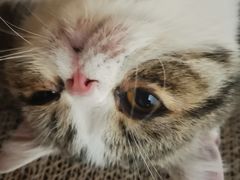 -瞄一喵猫咖(格力海岸店)