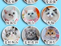 -lincat·猫舍(广州店)